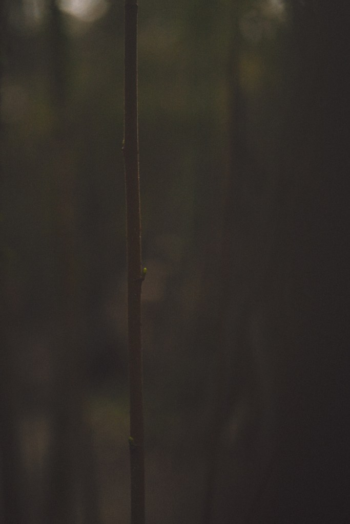 se ve una ramita empezando a brotar en un bosque oscuro