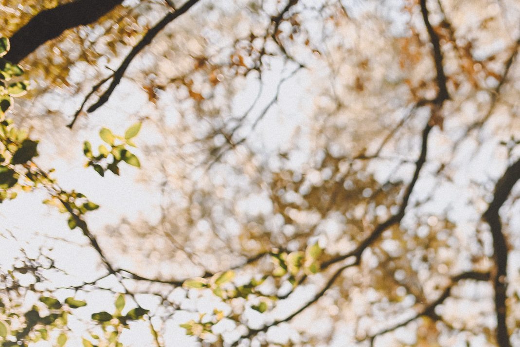 se ve el cielo arriba y las ramas de los arboles